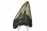 Bargain, Fossil Megalodon Tooth - North Carolina #153011-2